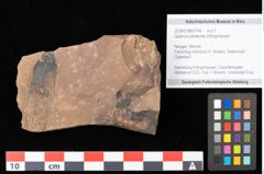 Foto (Objekt + Etikett) von Quercus palaeoilex Ettingshausen (NHMW-GEO-2024-0188-0744)
